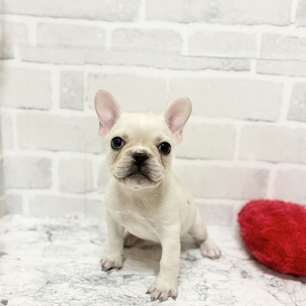 京都府のフレンチブルドッグ (犬の家＆猫の里京都精華店/2026年5月2日生まれ/女の子/クリーム)の子犬の1枚目の画像