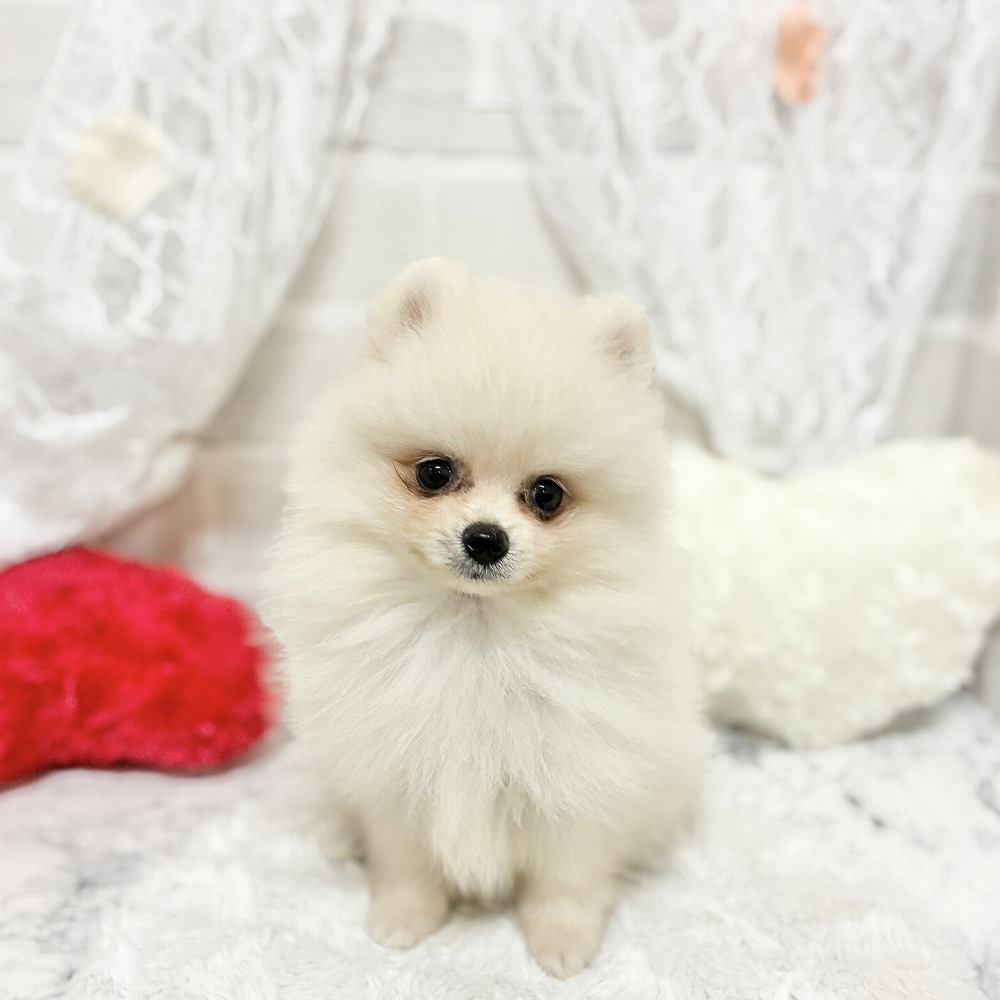 京都府のポメラニアン (犬の家＆猫の里京都精華店/2026年5月2日生まれ/女の子/クリーム)の子犬の3枚目の画像