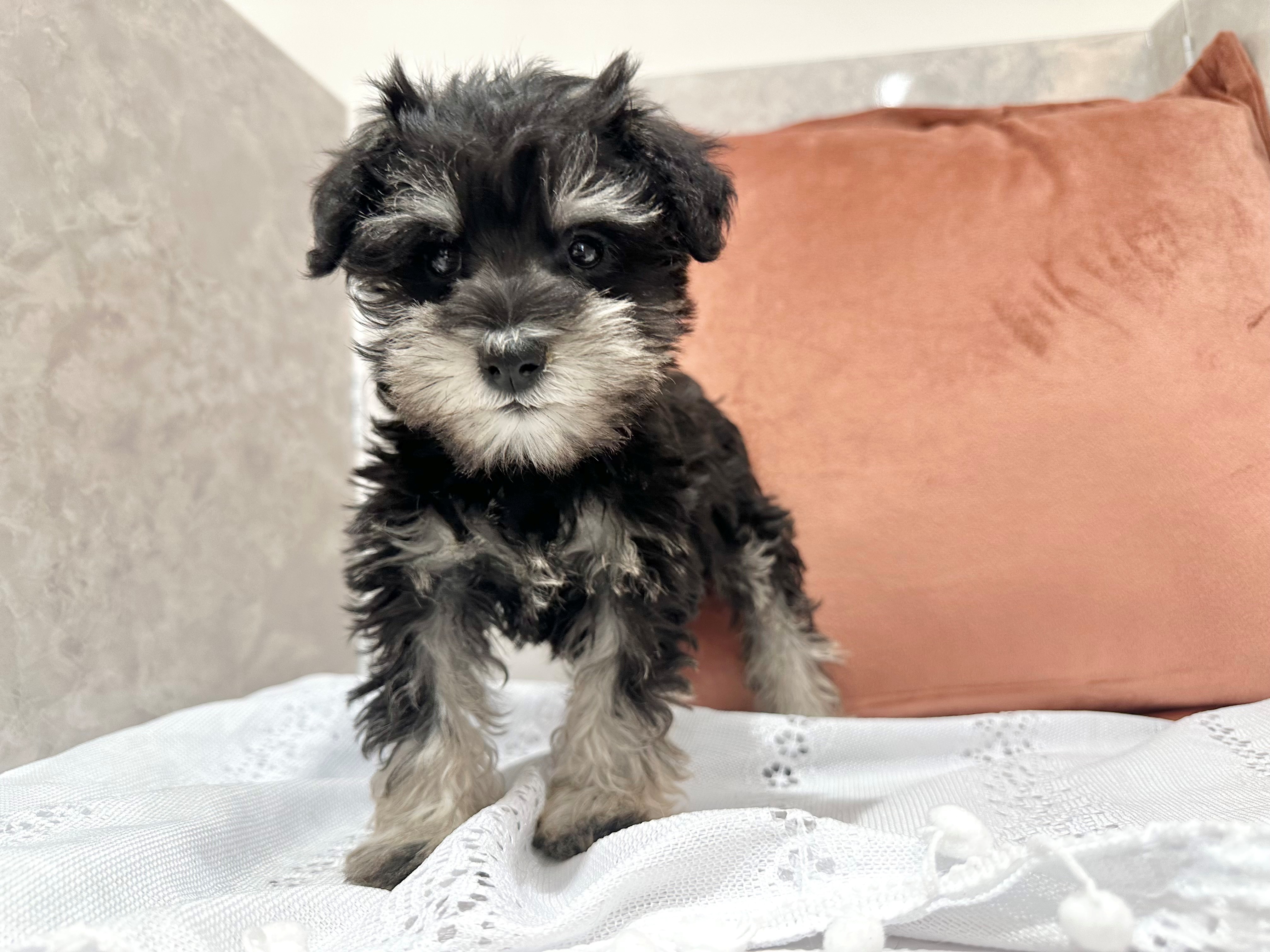 福岡県のミニチュアシュナウザー (犬の家＆猫の里くりえいと宗像店/2026年1月16日生まれ/女の子/ブラックシルバー)の子犬の3枚目の画像