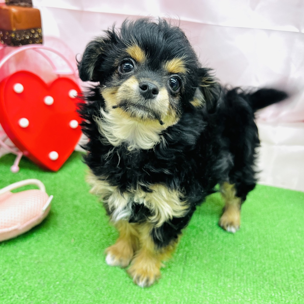 愛知県のチワプー/プーチー(チワワ×プードル) (犬の家＆猫の里名古屋天白店/2025年12月3日生まれ/女の子/ブラックタン)の子犬の3枚目の画像