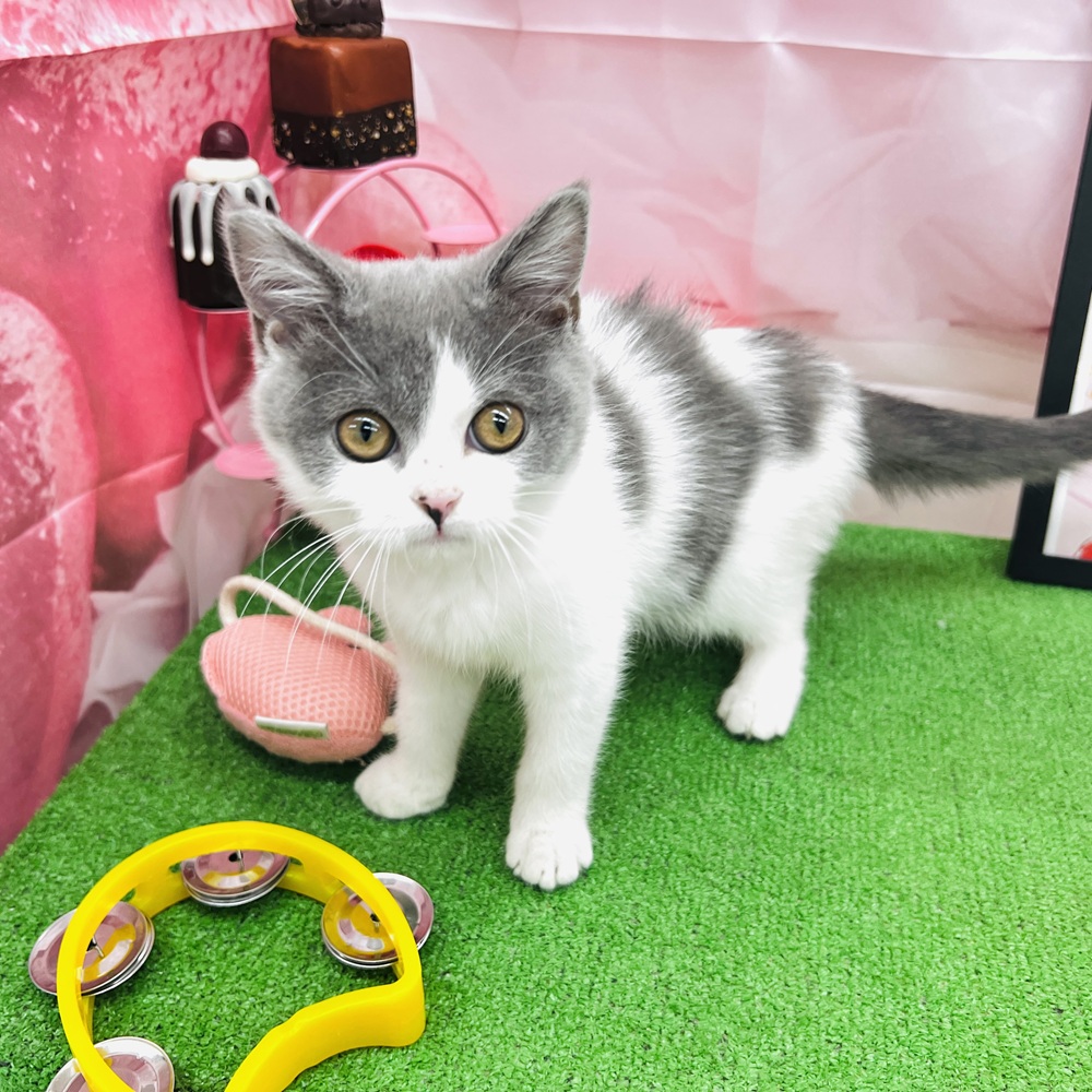 愛知県のブリティッシュショートヘアー (犬の家＆猫の里名古屋天白店/2025年11月2日生まれ/女の子/ブルーホワイト)の子猫の3枚目の画像