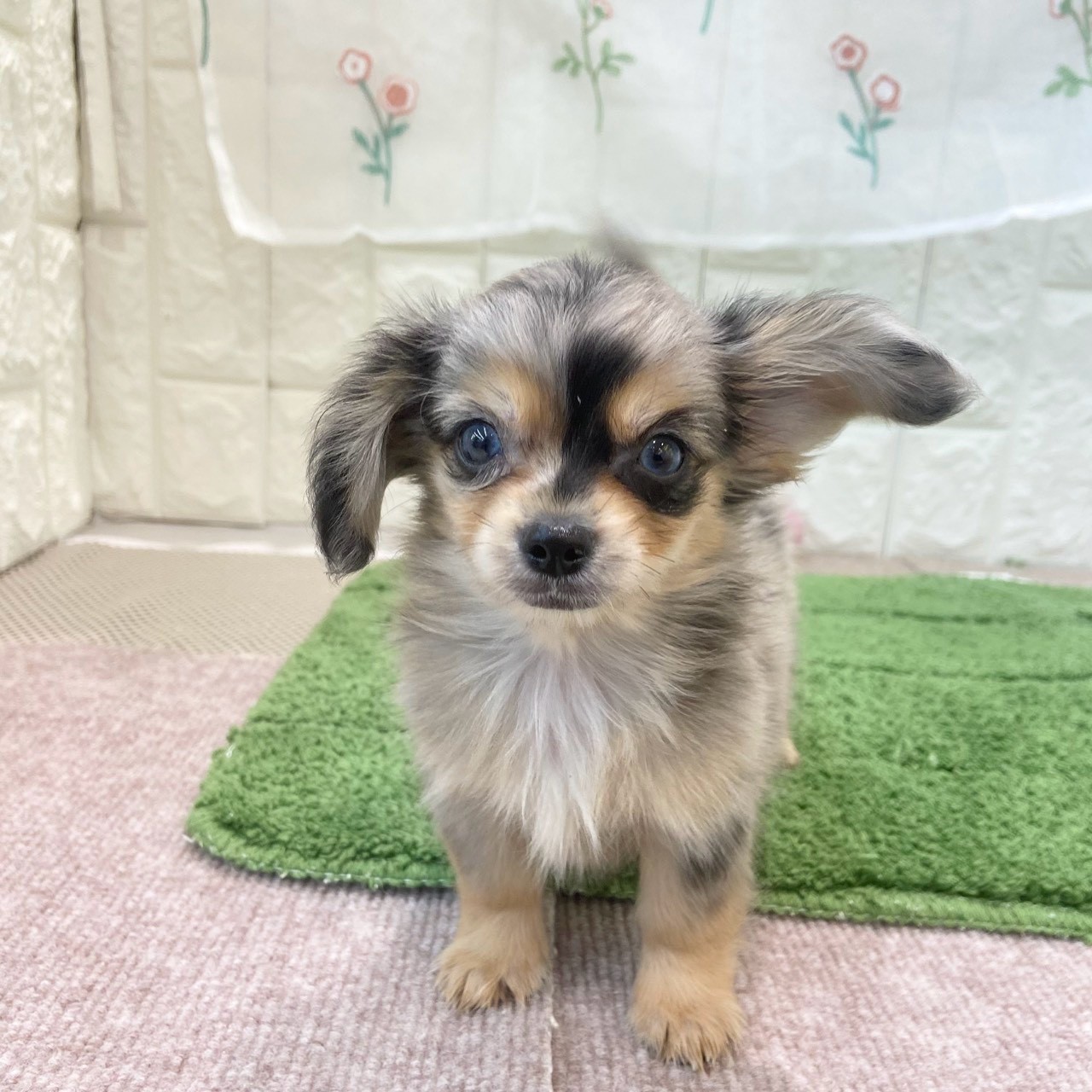 岡山県のチワックス(チワワ×ダックス)の子犬|ペットミー