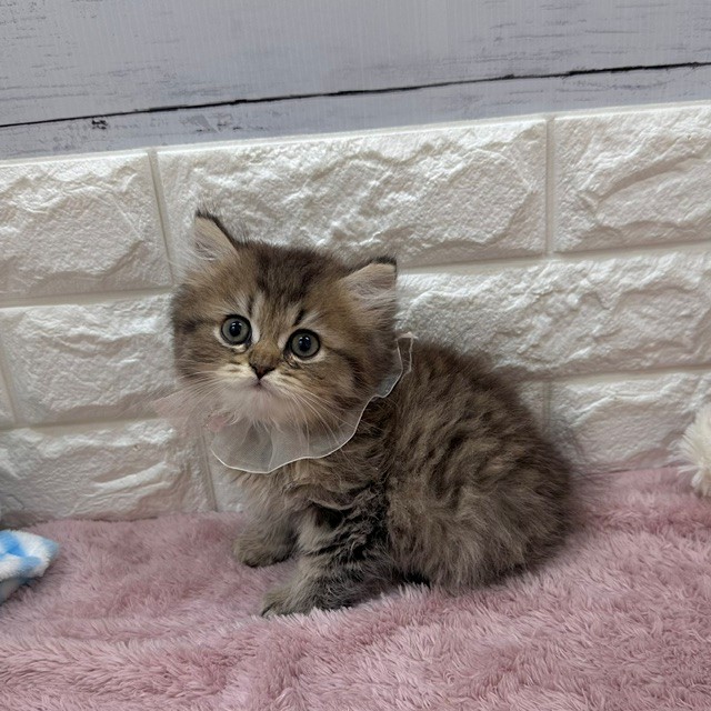 ペルシャ(チンチラゴールデン)の子猫を価格や特徴で探す|ペット