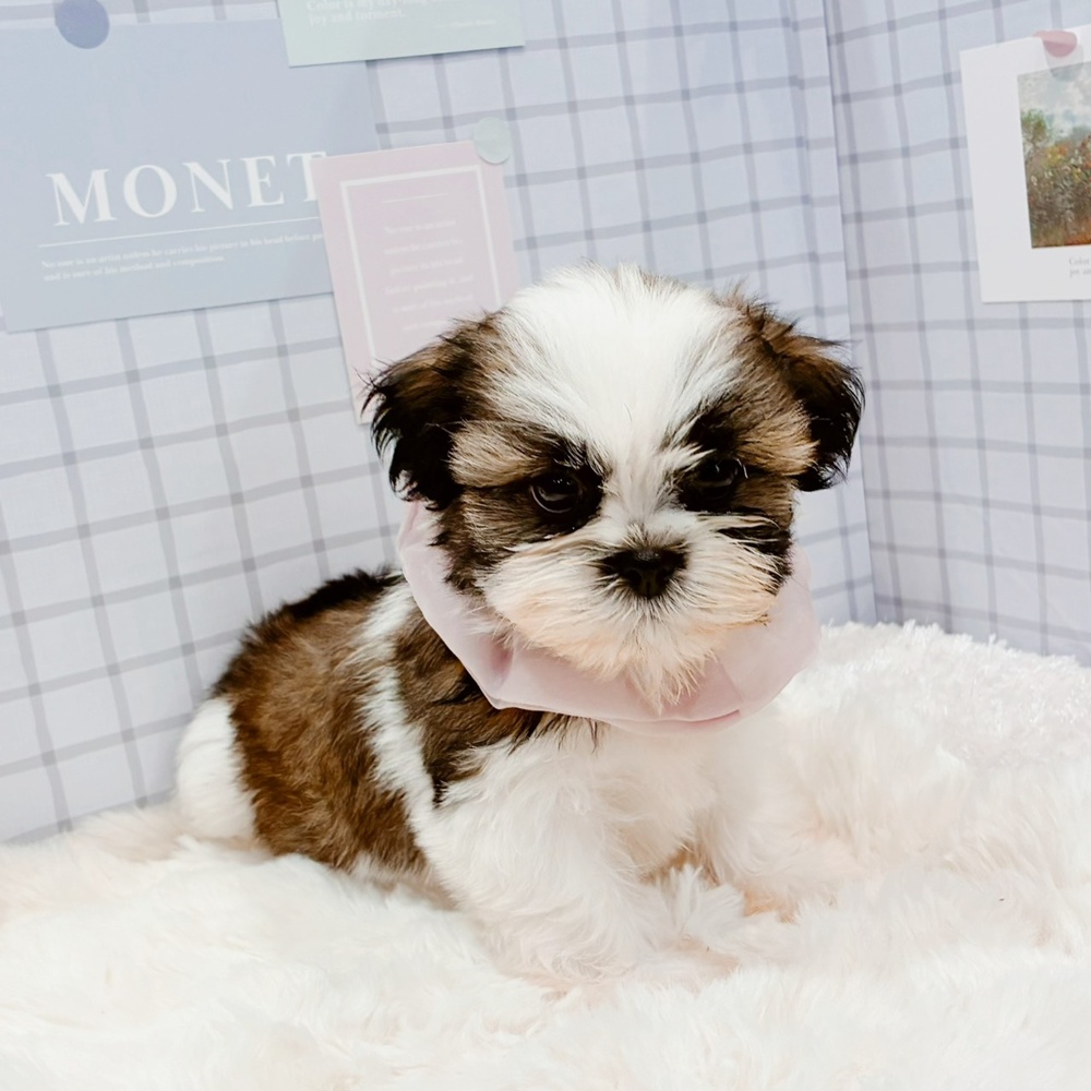 15万円以下のシーズーの子犬を価格や特徴で探す|ペットショップ探す