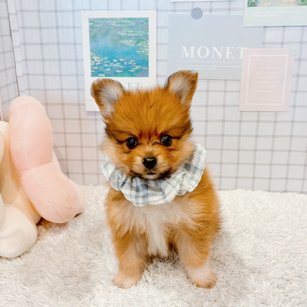 ポメヨン/パピポメ/ポメパピ(ポメラニアン×パピヨン)の子犬を価格や