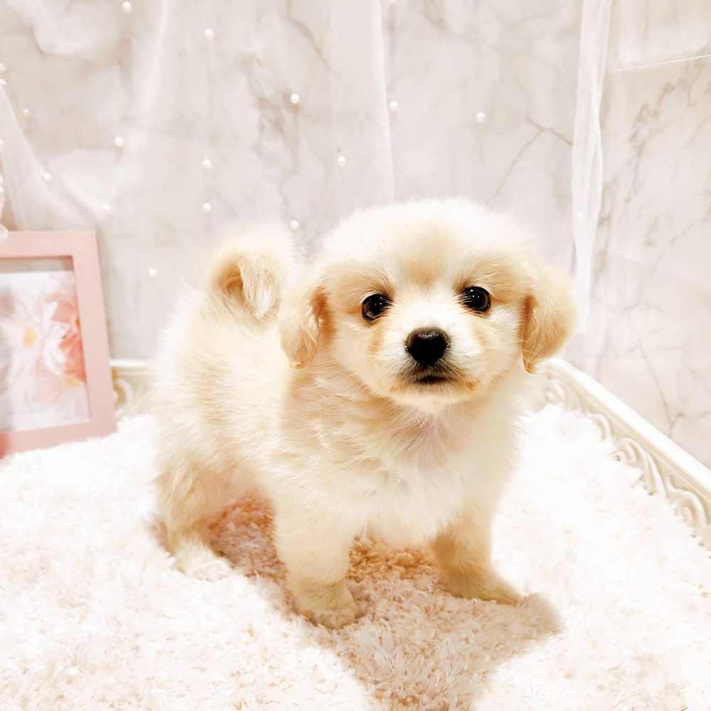 甲信越・北陸のポメックス(ポメラニアン×ダックス)の子犬|ペットミー