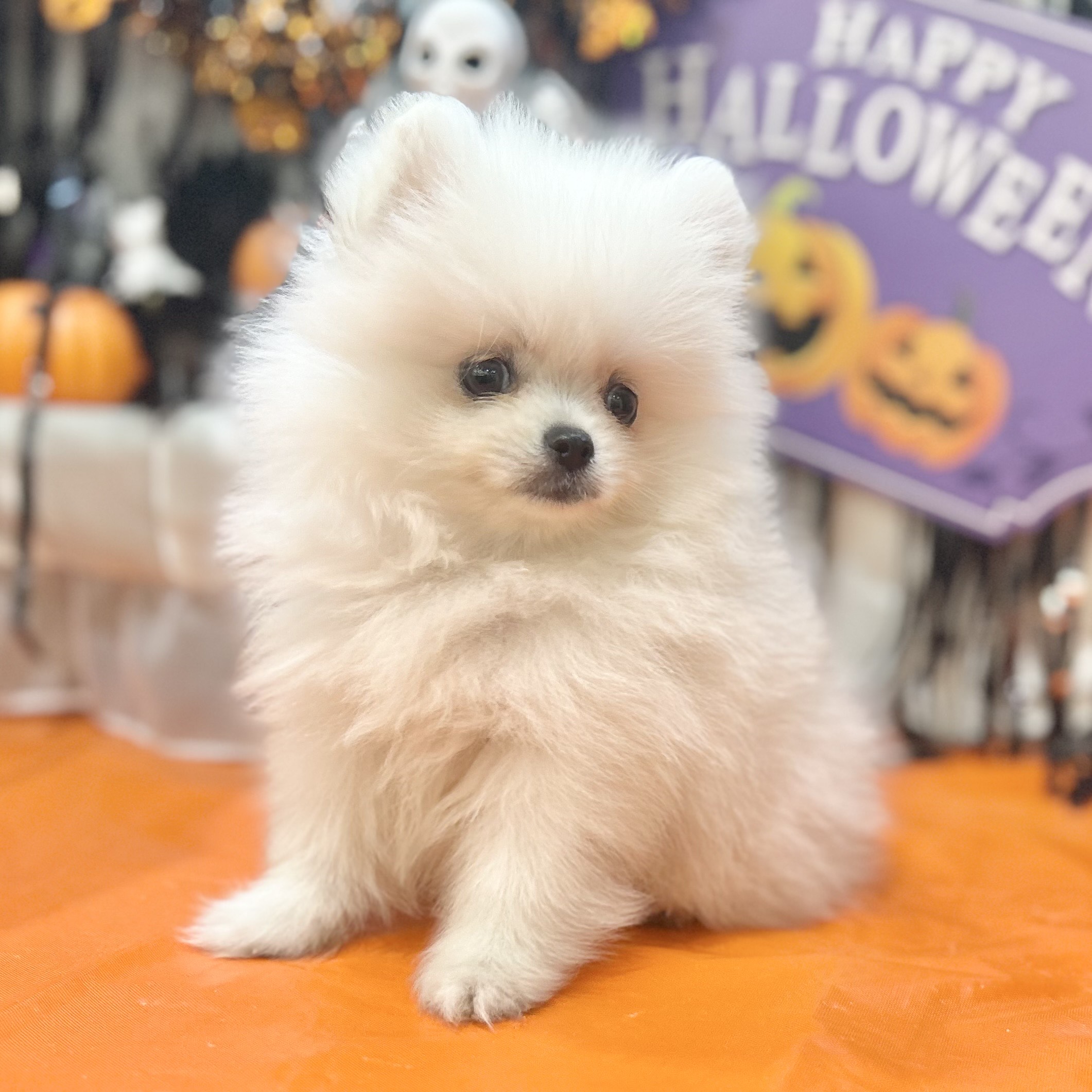 倉敷市(岡山県)のポメラニアンの子犬を価格や特徴で探す|ペット