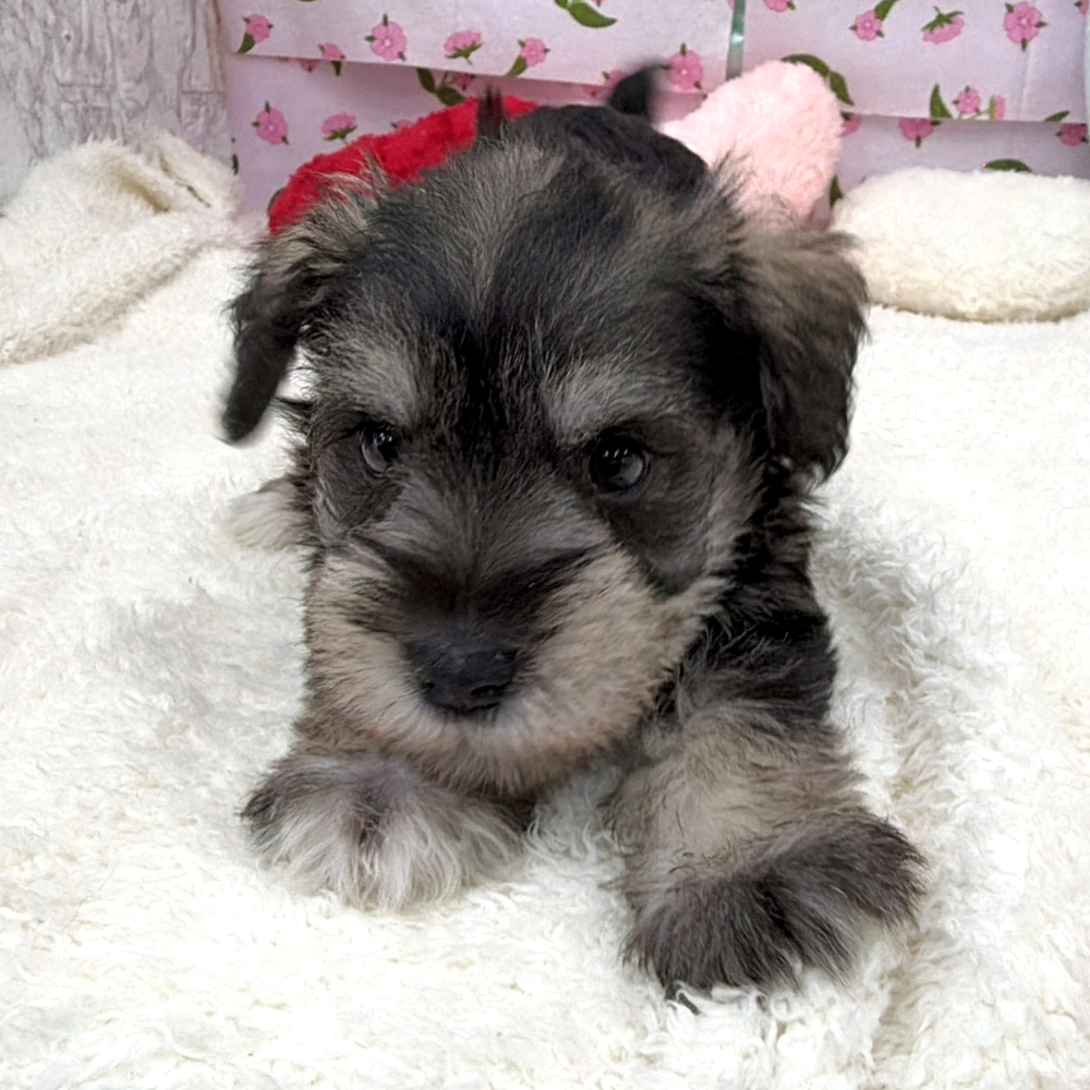 愛知県のミニチュアシュナウザー (犬の家＆猫の里エアポートウォーク店/2026年5月3日生まれ/男の子/ソルトペッパー)の子犬の1枚目の画像