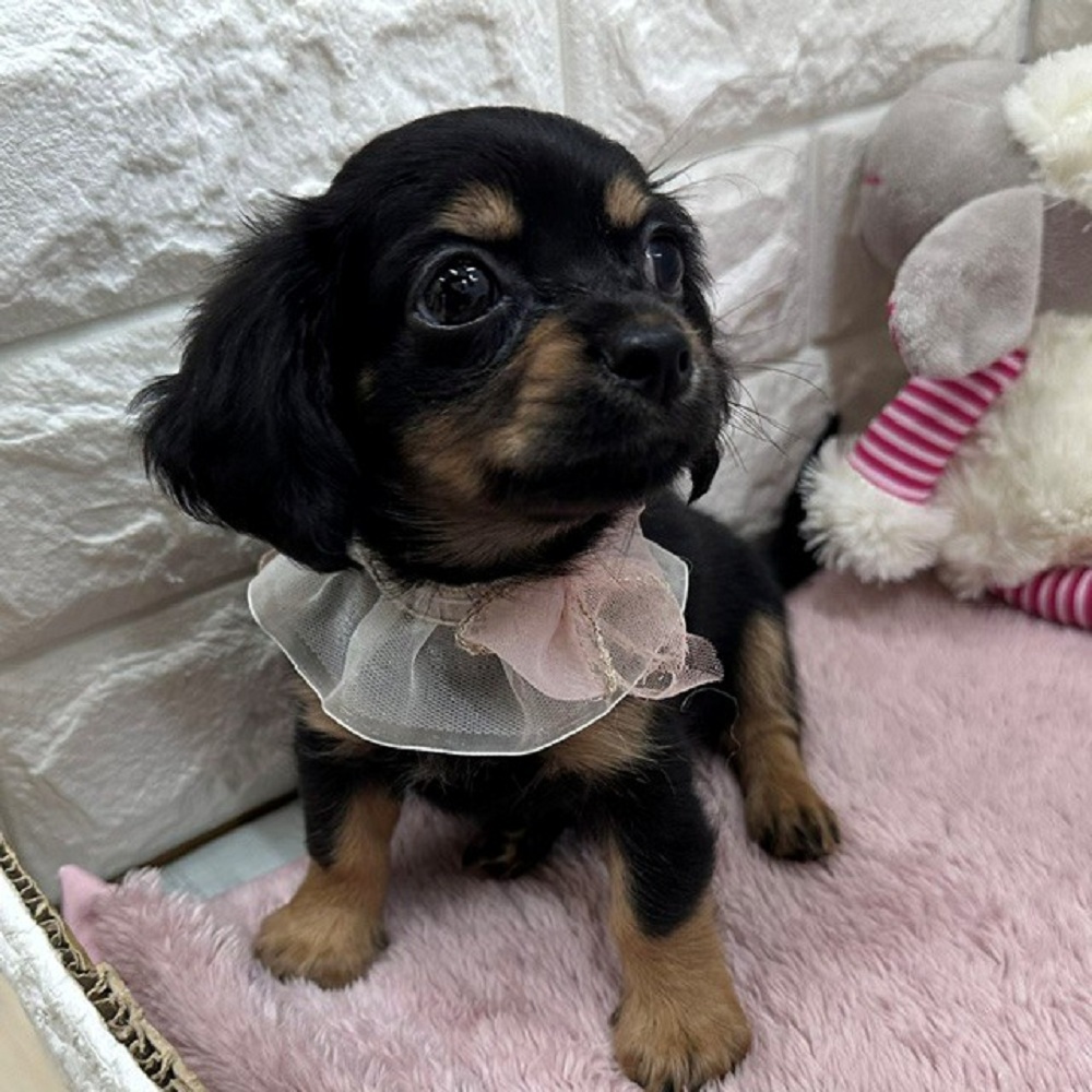 静岡県のチワックス(チワワ×ダックス) (犬の家＆猫の里アミーゴ浜松和田店/2026年6月16日生まれ/男の子/ブラックタン)の子犬の4枚目の画像