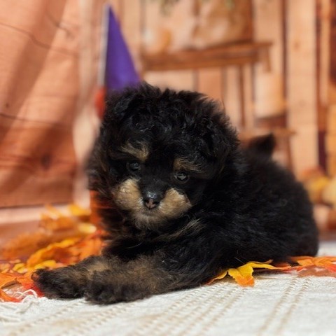 福岡県のポメプー(ポメラニアン×プードル) (犬の家＆猫の里トリアス久山店/2025年8月11日生まれ/男の子/ブラックタン)の子犬の4枚目の画像