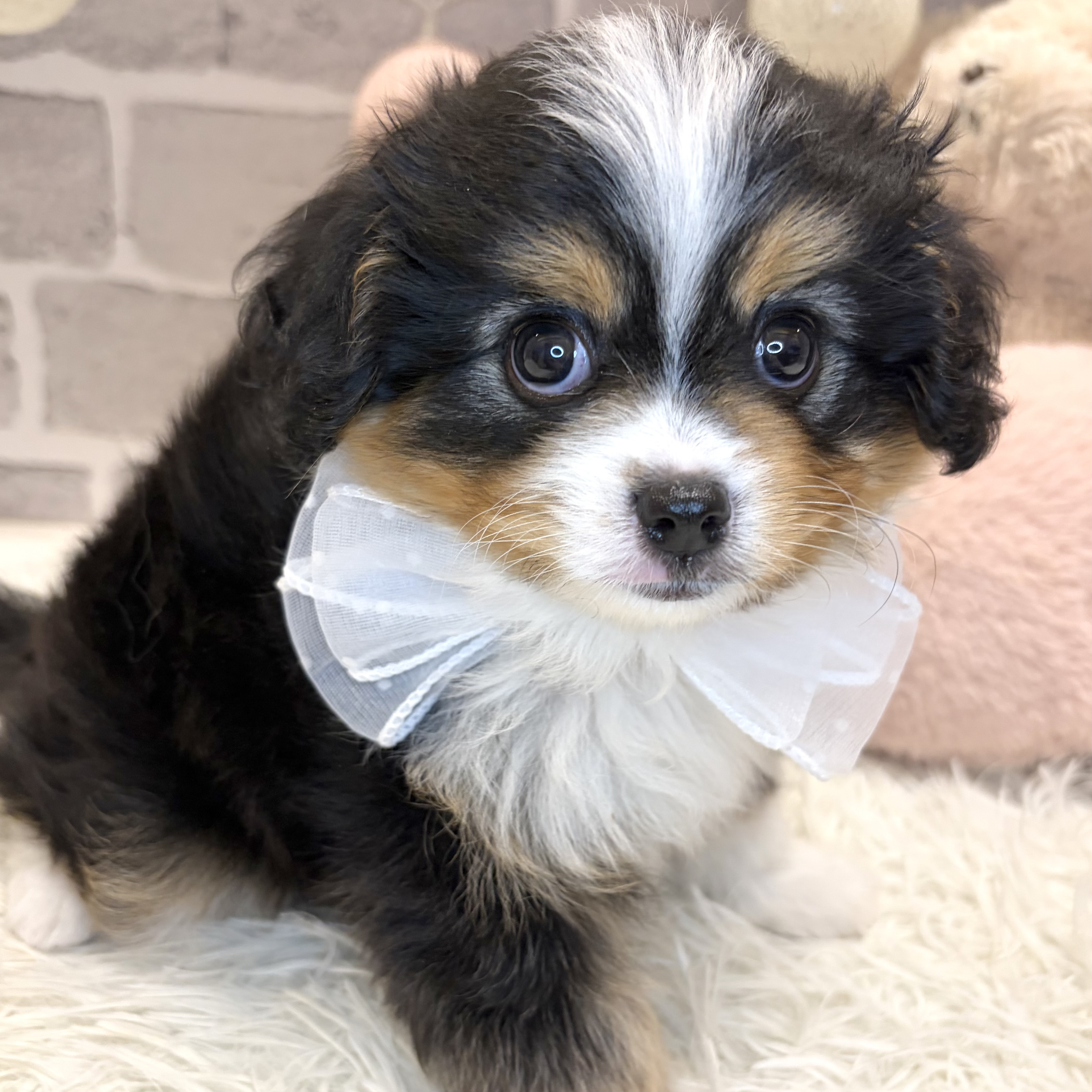 兵庫県のハーフ犬・ミックス犬 (犬の家＆猫の里神戸店/2026年7月21日生まれ/男の子/ブラックタンホワイト)の子犬の4枚目の画像