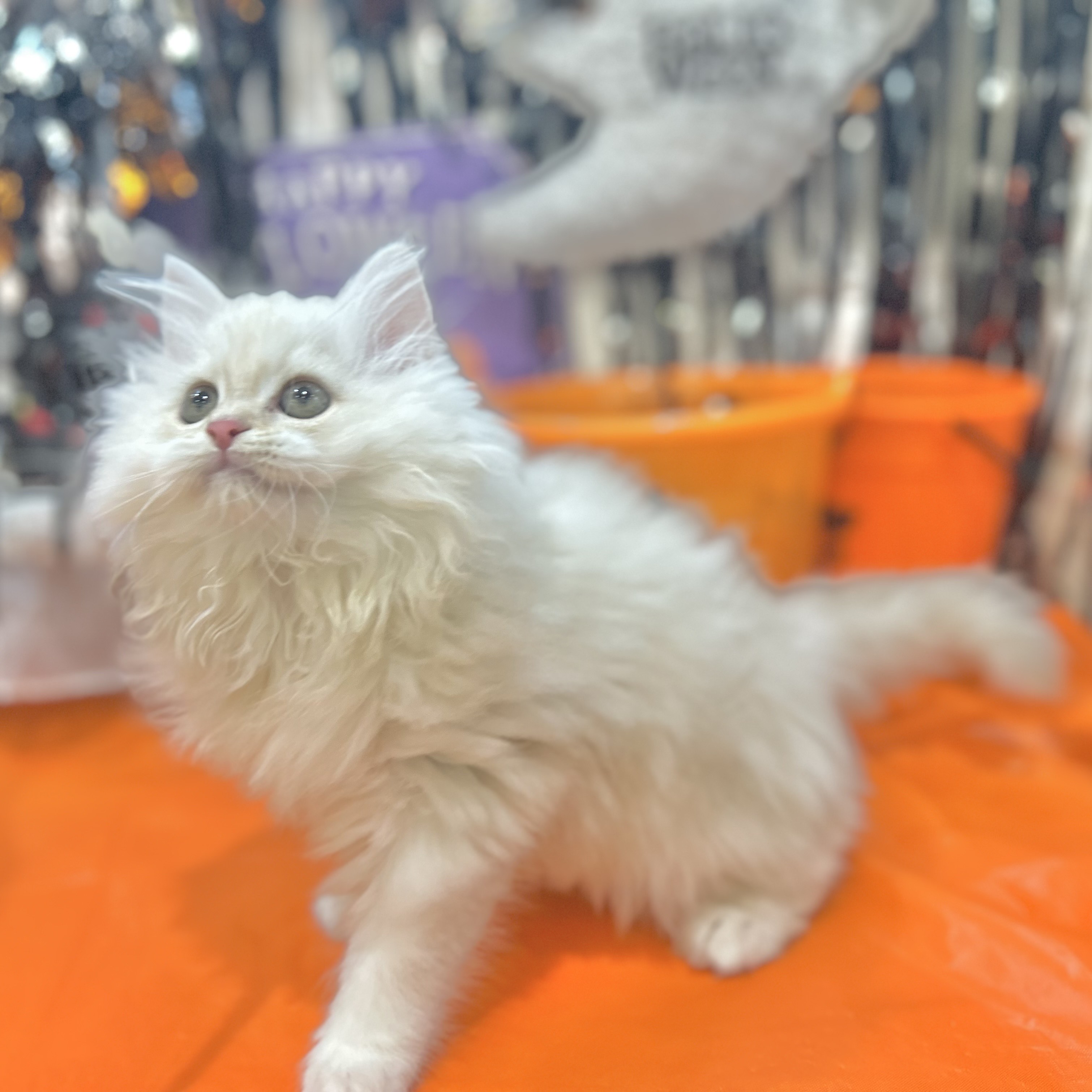 岡山県のサイベリアン (犬の家＆猫の里倉敷店/2025年8月1日生まれ/男の子/クリームタビー)の子猫の4枚目の画像