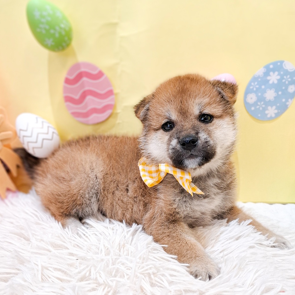 静岡県の柴犬(標準サイズ) (犬の家＆猫の里富士店/2026年2月9日生まれ/女の子/赤)の子犬の4枚目の画像