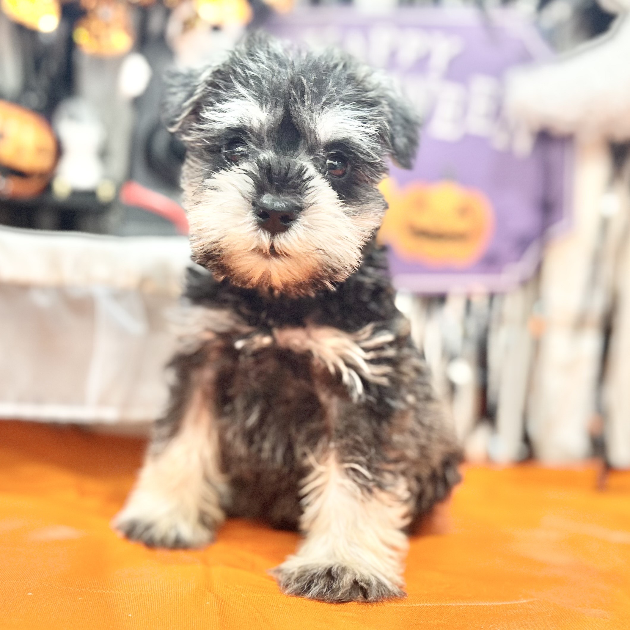 岡山県のミニチュアシュナウザー (犬の家＆猫の里倉敷店/2025年8月3日生まれ/男の子/ブラックシルバー)の子犬の4枚目の画像