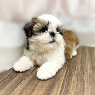 兵庫県のシーズー (犬の家＆猫の里カナート西神戸店/2025年6月19日生まれ/女の子/ホワイトゴールド)の子犬の4枚目の画像