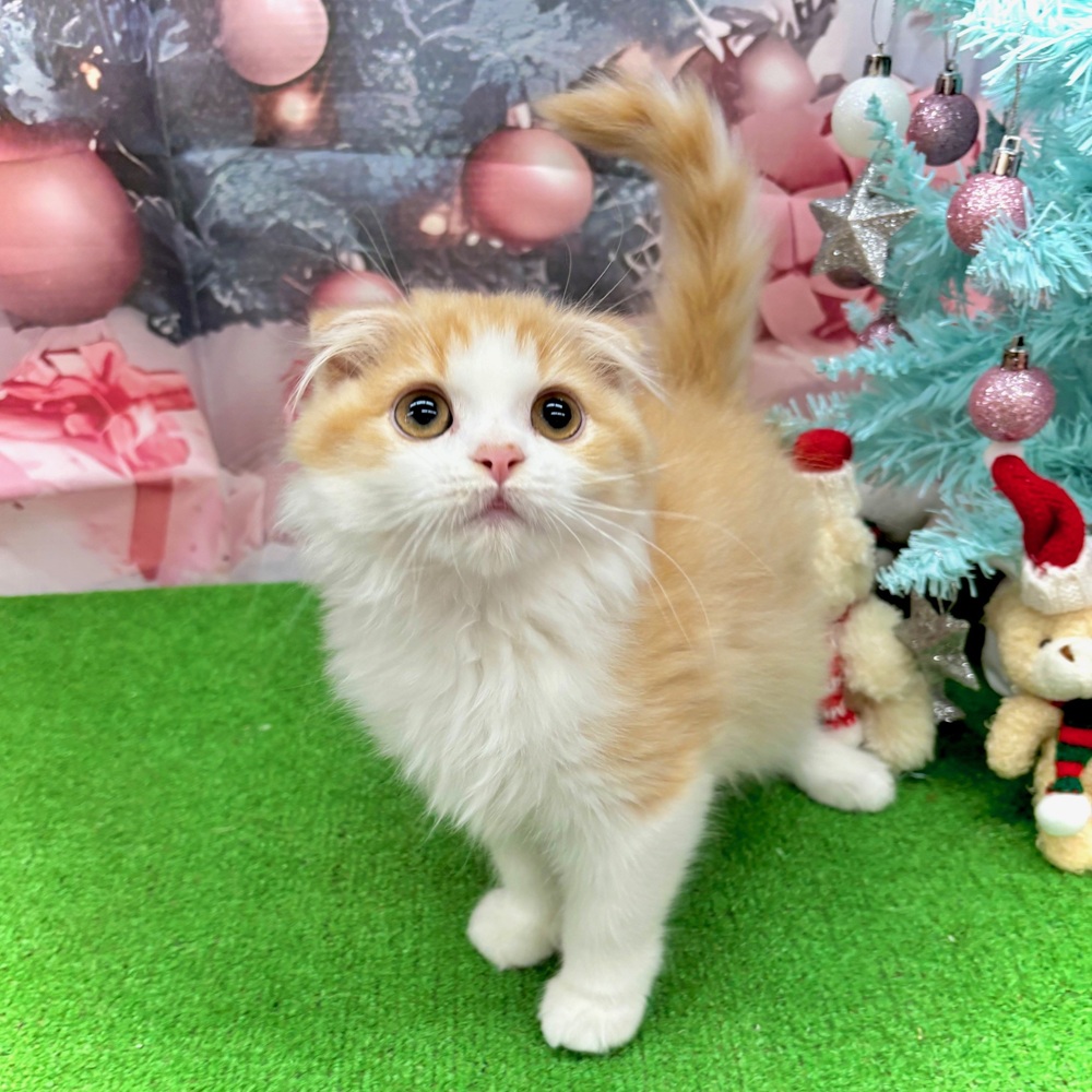 愛知県のスコティッシュフォールド (犬の家＆猫の里名古屋天白店/2025年8月4日生まれ/女の子/レッドタビーホワイト)の子猫の4枚目の画像