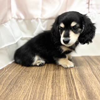 兵庫県のミニチュアダックスフンド(ロング) (犬の家＆猫の里カナート西神戸店/2025年6月21日生まれ/男の子/ブラックイエロー)の子犬の4枚目の画像
