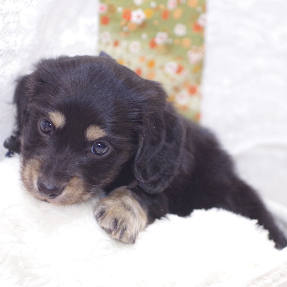 静岡県のミニチュアダックスフンド(ロング) (犬の家＆猫の里富士店/2025年11月22日生まれ/男の子/ブラックイエロー)の子犬の4枚目の画像