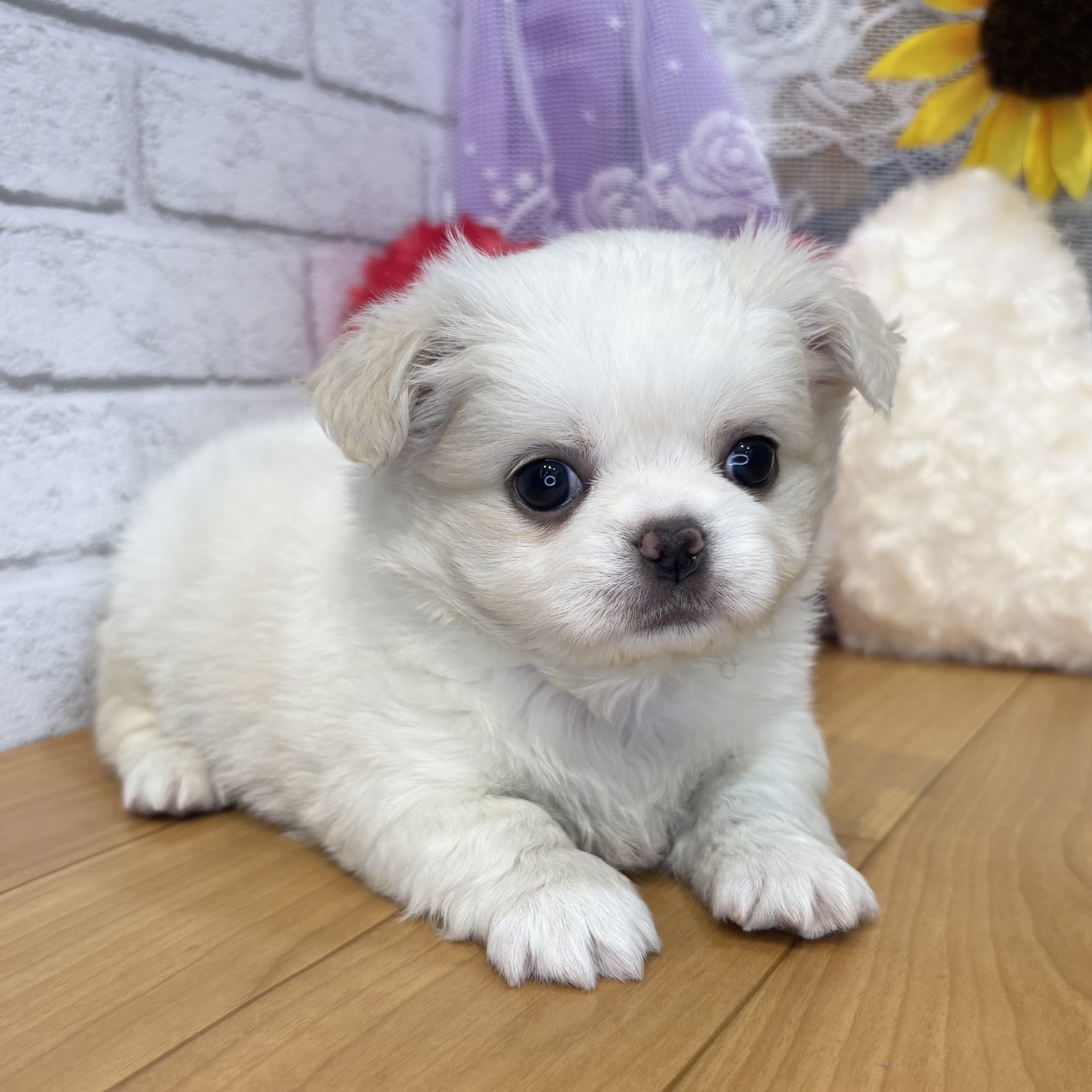 長野県のチワペキ/ペキチー/ペキチワ(チワワ×ペキニーズ) (犬の家＆猫の里カインズ梓川店/2026年5月18日生まれ/男の子/クリーム)の子犬の4枚目の画像