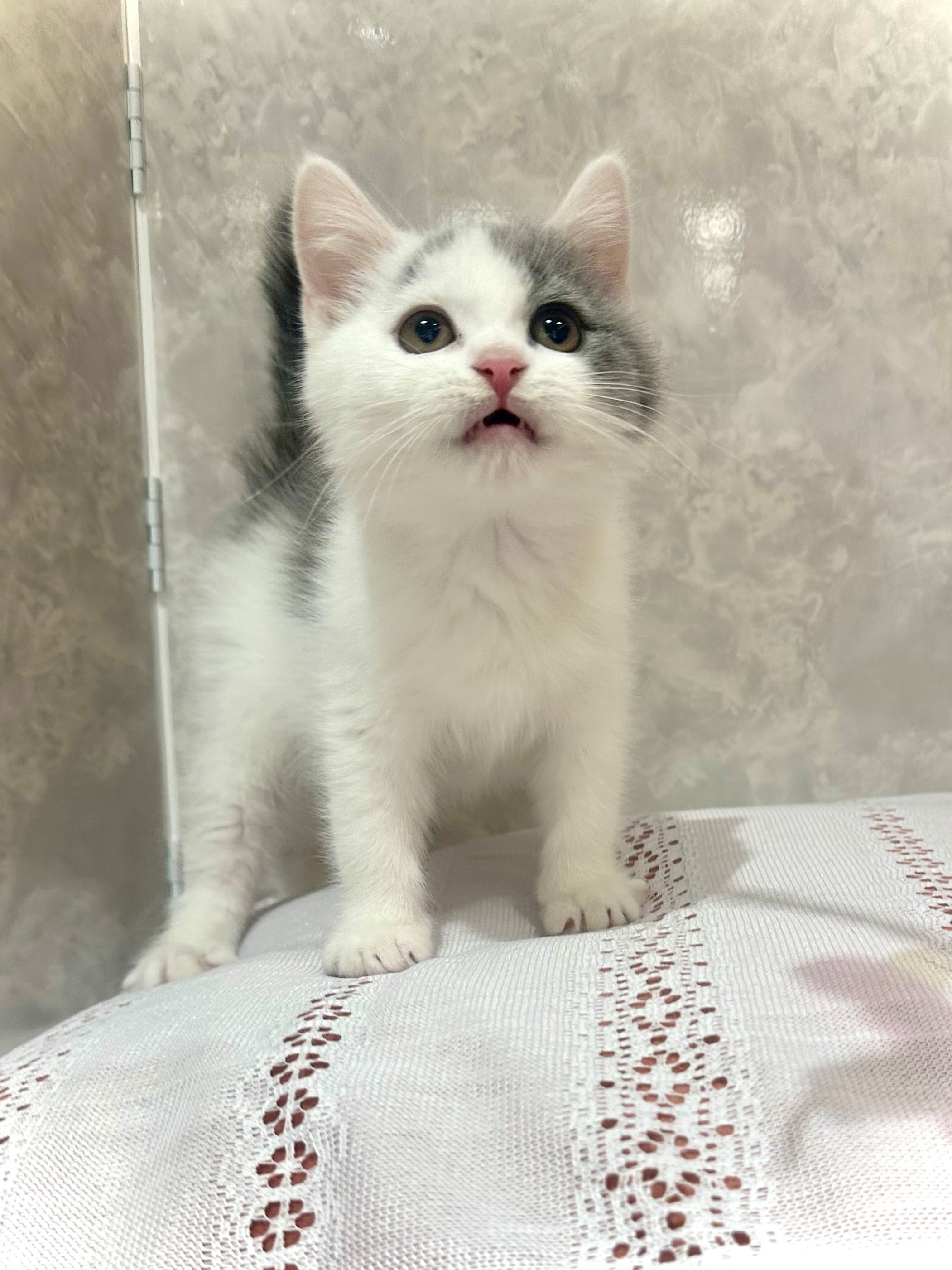 福岡県のブリティッシュショートヘアー (犬の家＆猫の里くりえいと宗像店/2025年11月11日生まれ/男の子/ブルーホワイト)の子猫の4枚目の画像