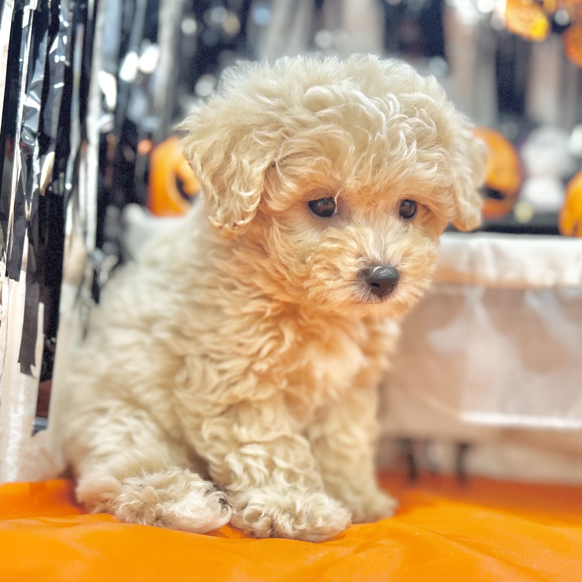 岡山県のビションプー(ビションフリーゼ×プードル) (犬の家＆猫の里倉敷店/2025年8月8日生まれ/女の子/アプリコット)の子犬の4枚目の画像