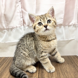 兵庫県のブリティッシュショートヘアー (犬の家＆猫の里カナート西神戸店/2025年6月15日生まれ/女の子/ブラウンタビー)の子猫の4枚目の画像