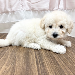 兵庫県のトイプードル(トイ) (犬の家＆猫の里カナート西神戸店/2025年6月15日生まれ/男の子/ホワイト)の子犬の4枚目の画像
