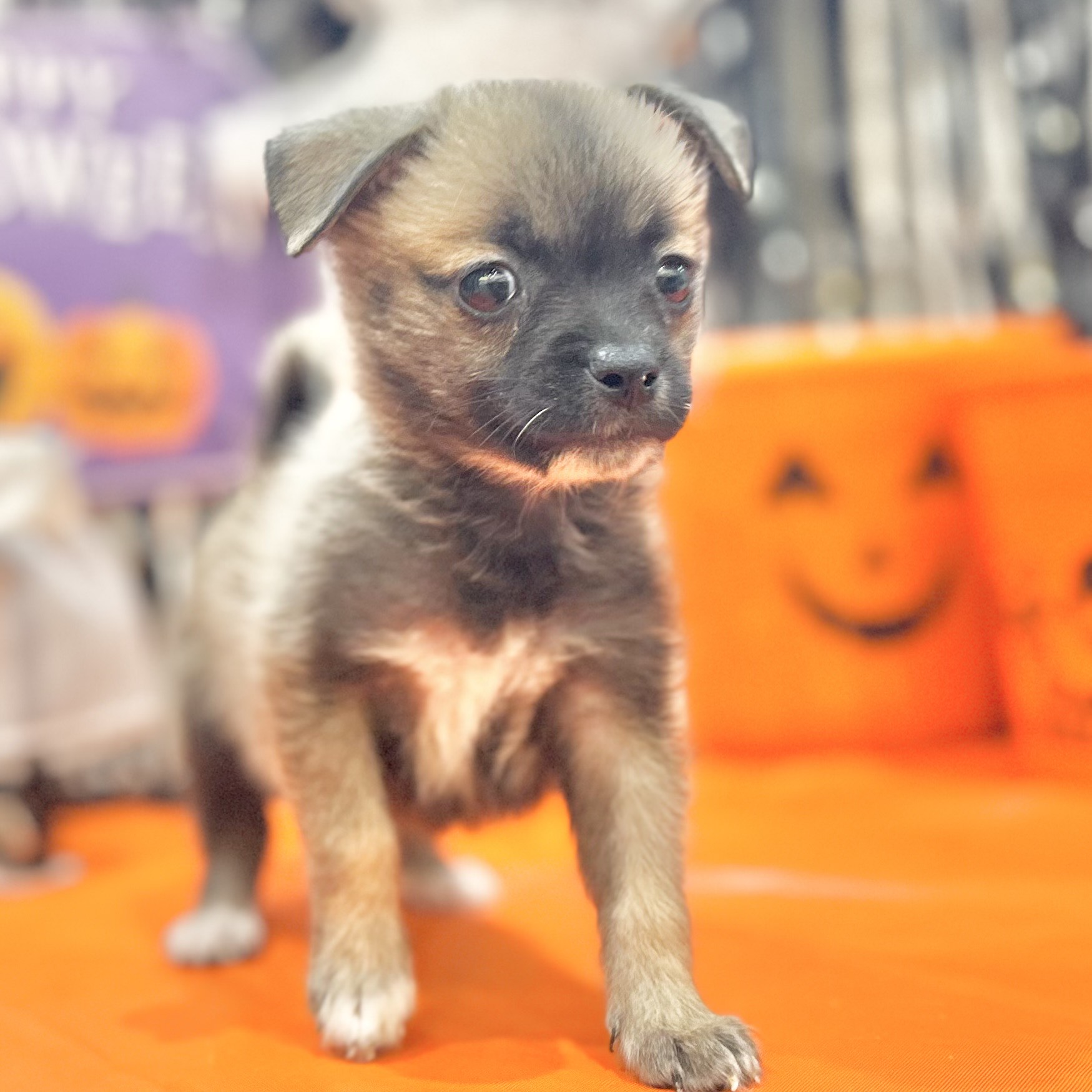 岡山県のハーフ犬・ミックス犬 (犬の家＆猫の里倉敷店/2025年8月8日生まれ/女の子/フォーン)の子犬の4枚目の画像