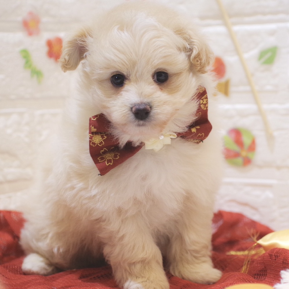 静岡県のポメプー(ポメラニアン×プードル) (犬の家＆猫の里富士店/2025年11月3日生まれ/女の子/クリーム)の子犬の4枚目の画像