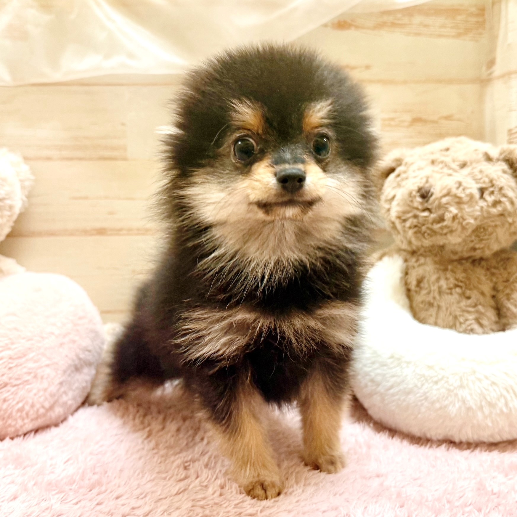 兵庫県のポメラニアン (犬の家＆猫の里神戸店/2025年11月6日生まれ/男の子/ブラックタン)の子犬の4枚目の画像