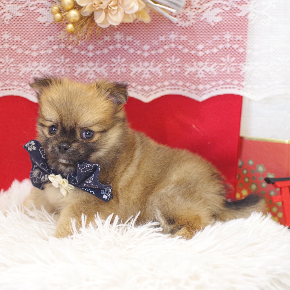 静岡県のポメチワ/チワポメ/ポメチー(ポメラニアン×チワワ) (犬の家＆猫の里富士店/2025年12月1日生まれ/男の子/オレンジ)の子犬の4枚目の画像