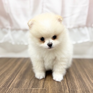 兵庫県のポメラニアン (犬の家＆猫の里カナート西神戸店/2025年6月18日生まれ/女の子/クリーム)の子犬の4枚目の画像
