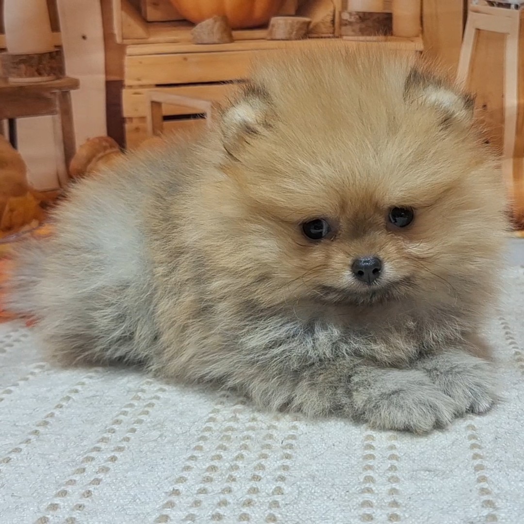 福岡県のポメラニアン (犬の家&猫の里トリアス久山店/2025年8月24日生まれ/女の子/オレンジ)の子犬の4枚目の画像