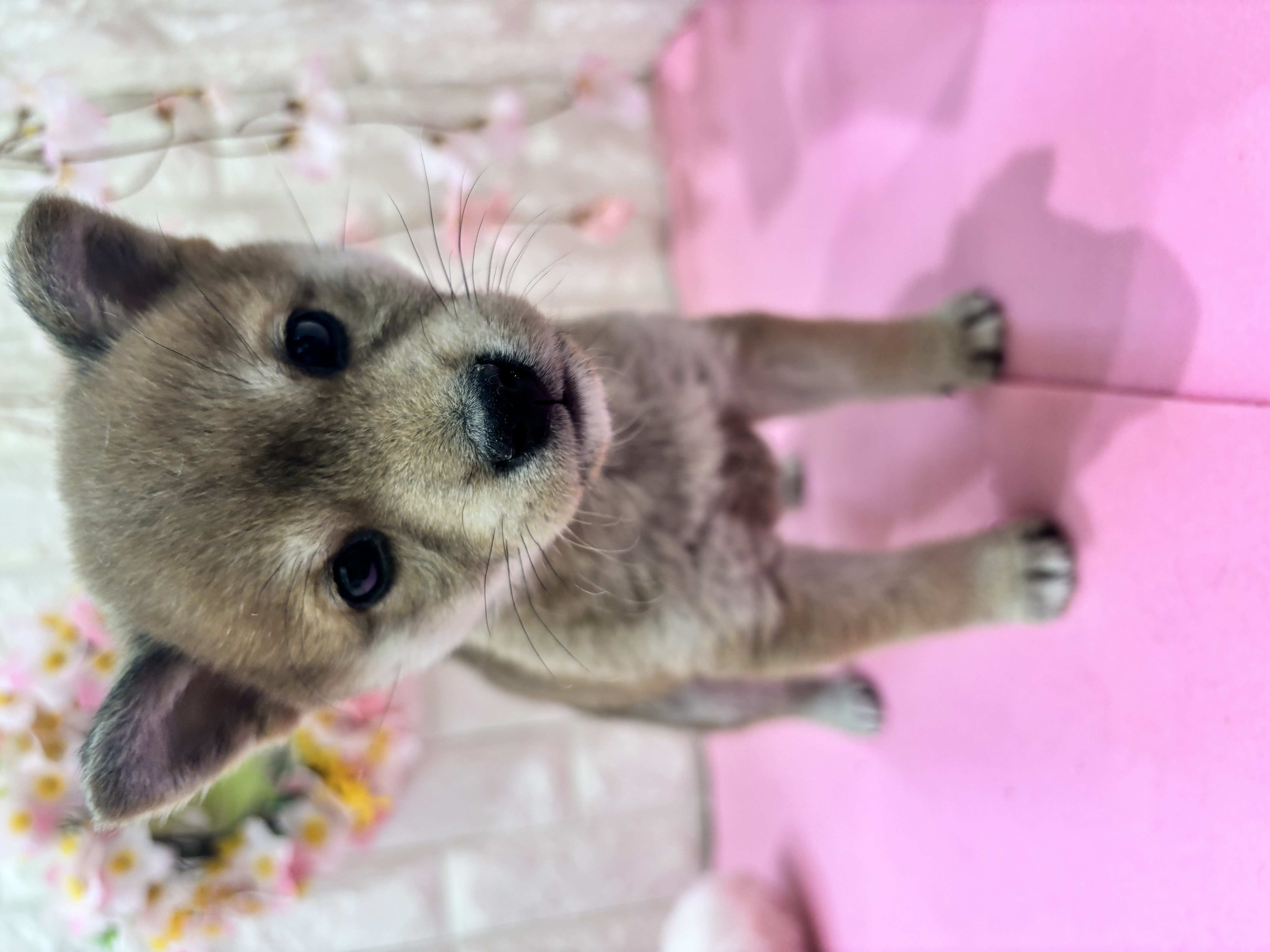 岡山県の豆柴 (犬の家＆猫の里倉敷店/2025年12月7日生まれ/女の子/赤)の子犬の4枚目の画像