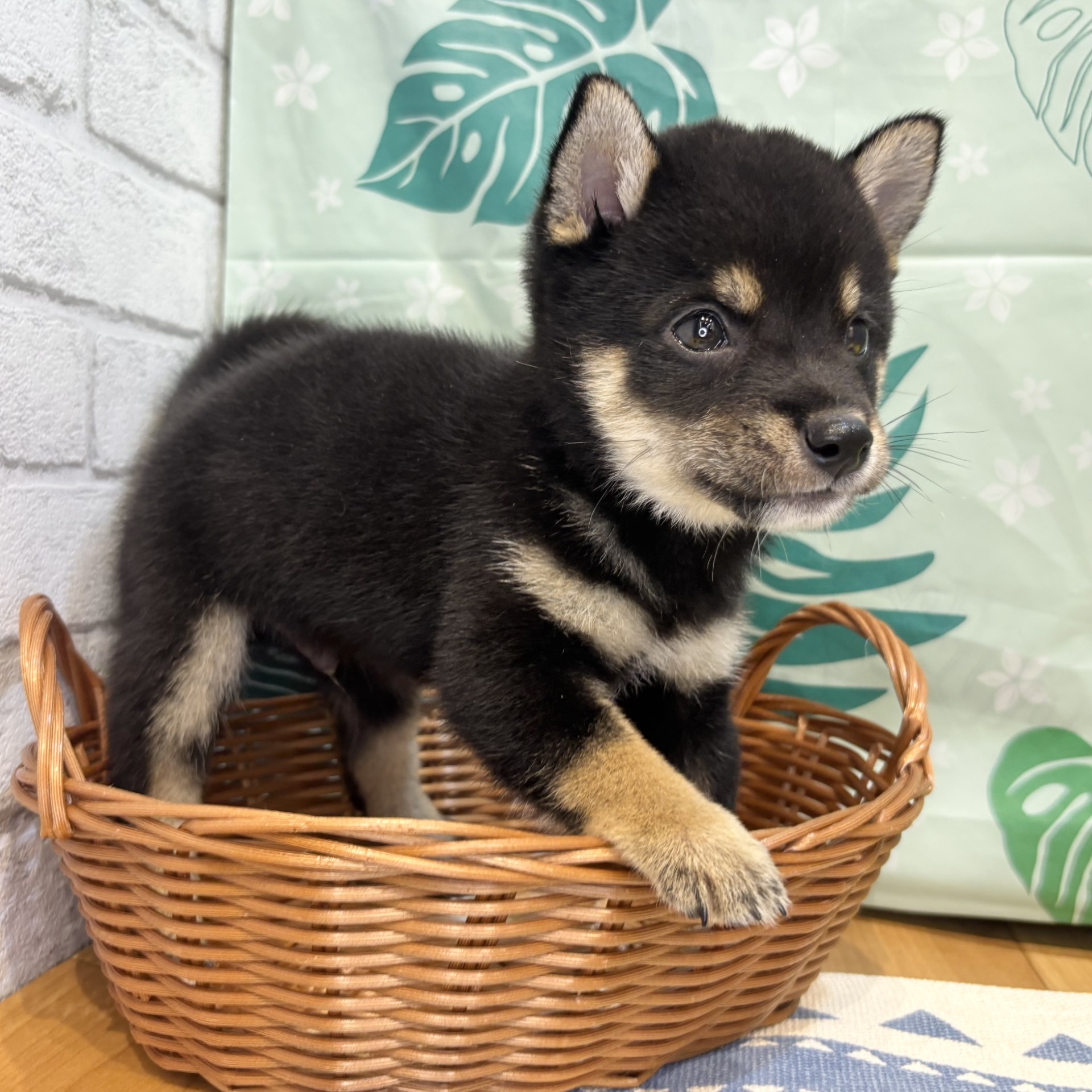 長野県の豆柴 (犬の家＆猫の里カインズ梓川店/2026年6月1日生まれ/男の子/黒)の子犬の1枚目の画像