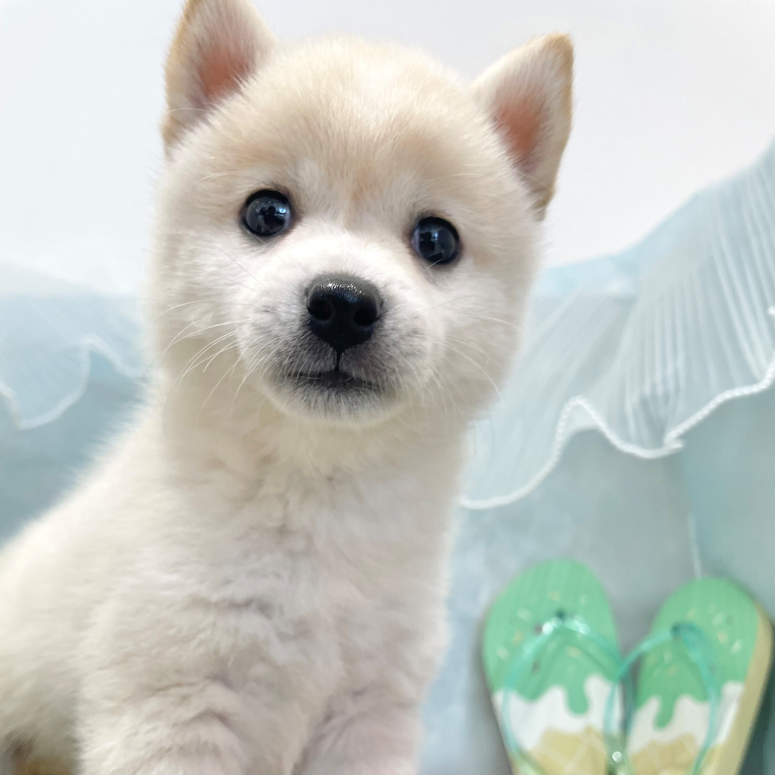 福岡県のハーフ犬・ミックス犬 (犬の家＆猫の里くりえいと宗像店/2026年5月2日生まれ/女の子/白)の子犬の4枚目の画像