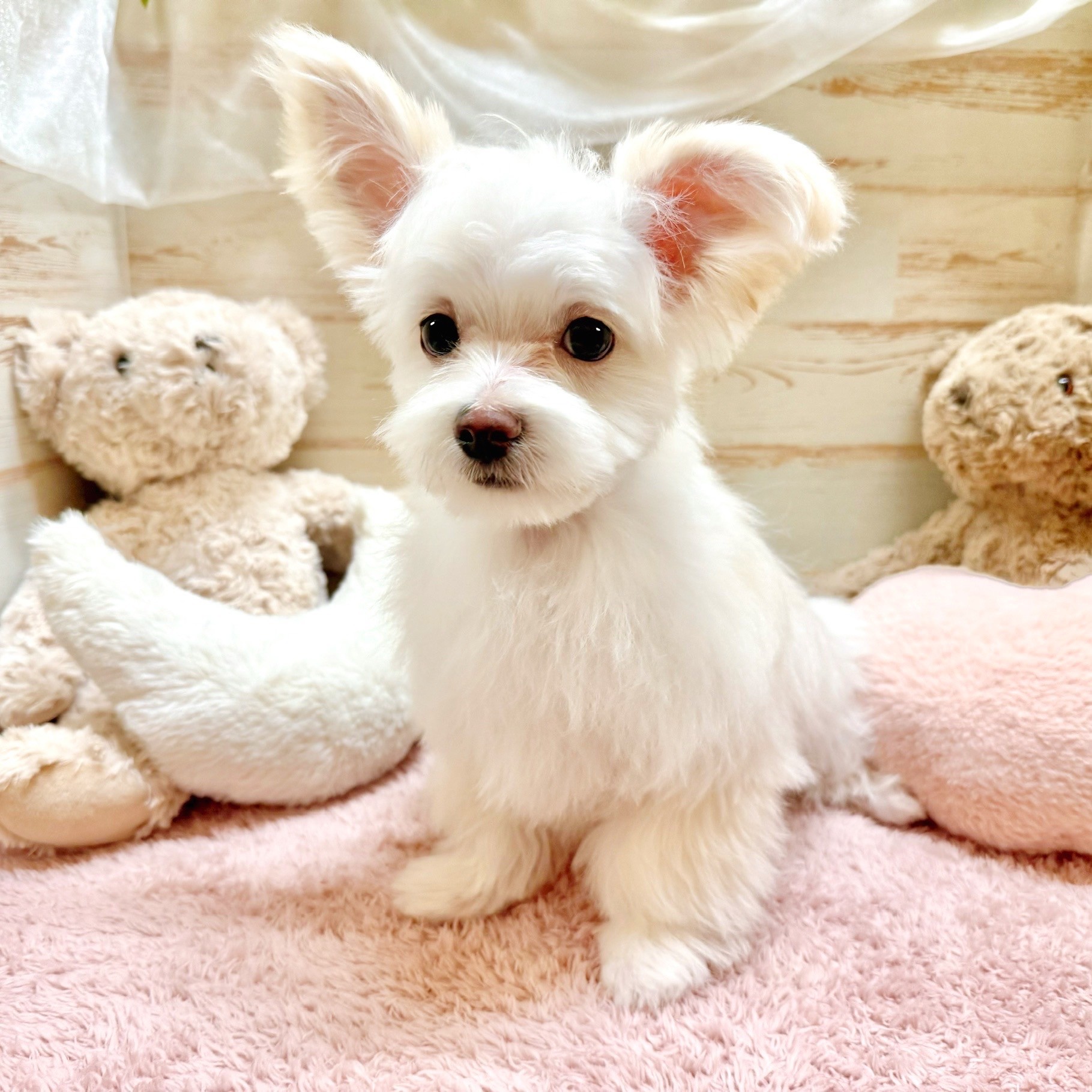 兵庫県のチワマル/マルチワ(チワワ×マルチーズ) (犬の家＆猫の里神戸店/2025年9月11日生まれ/男の子/クリーム)の子犬の4枚目の画像