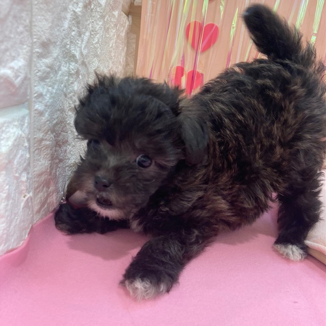 岡山県のマルプー(マルチーズ×プードル) (犬の家＆猫の里倉敷店/2025年11月21日生まれ/女の子/ブリンドル)の子犬の4枚目の画像