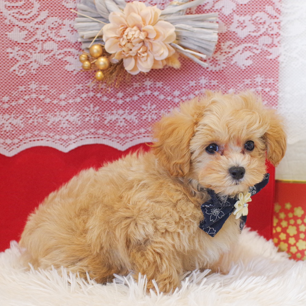 静岡県のマルプー(マルチーズ×プードル) (犬の家＆猫の里富士店/2025年11月29日生まれ/男の子/アプリコットホワイト)の子犬の4枚目の画像