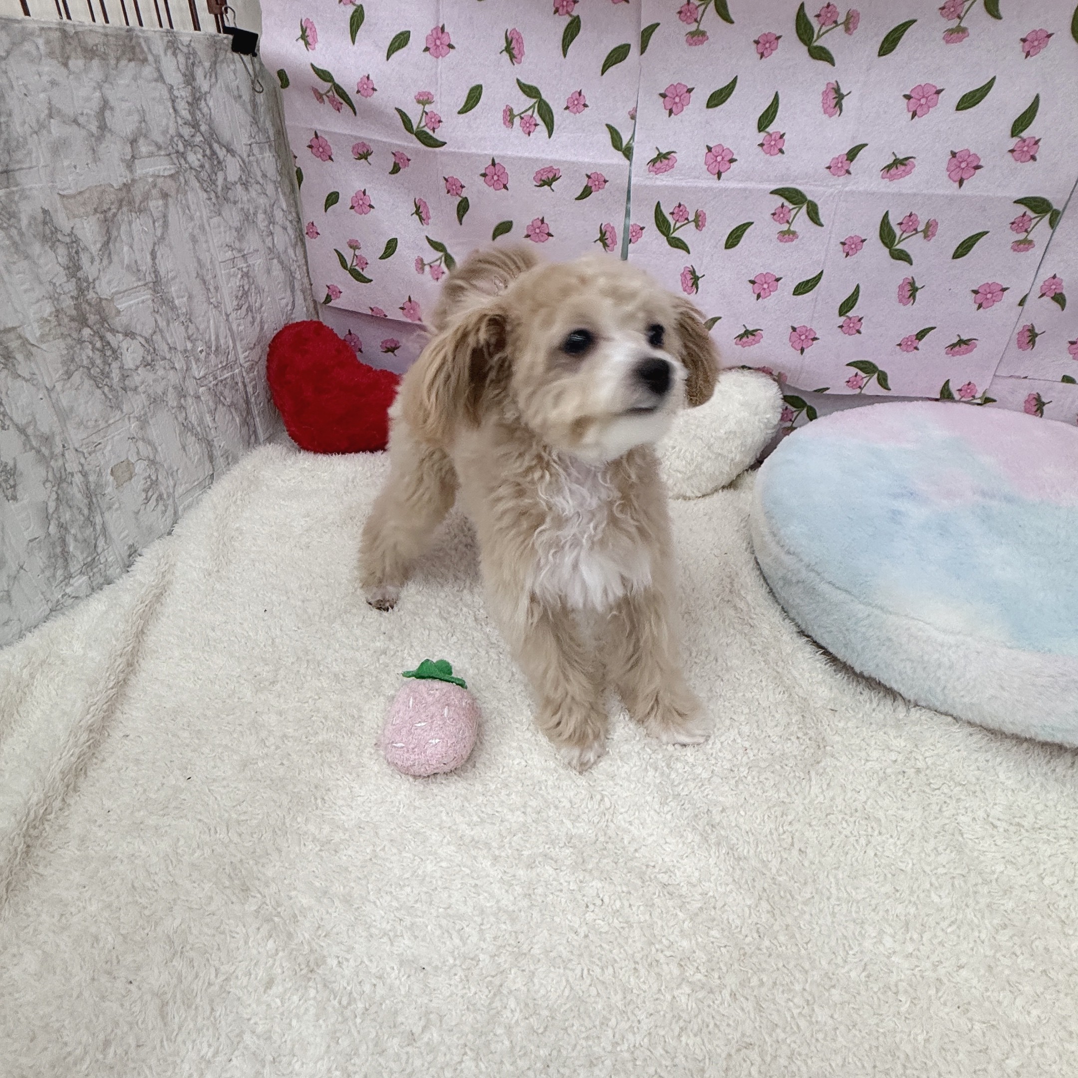 愛知県のマルプー(マルチーズ×プードル) (犬の家＆猫の里エアポートウォーク店/2026年3月5日生まれ/男の子/クリームホワイト)の子犬の4枚目の画像