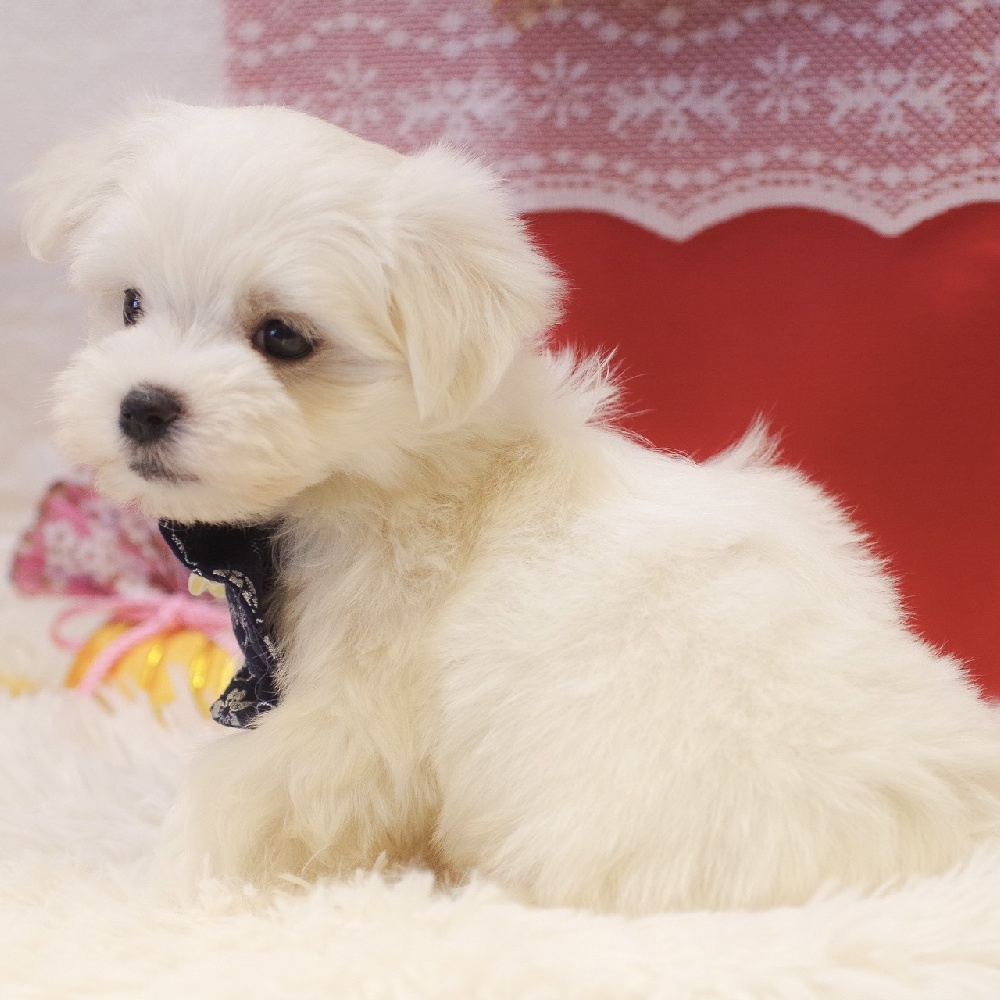 静岡県のマルチーズ (犬の家＆猫の里富士店/2025年11月2日生まれ/男の子/ホワイト)の子犬の4枚目の画像