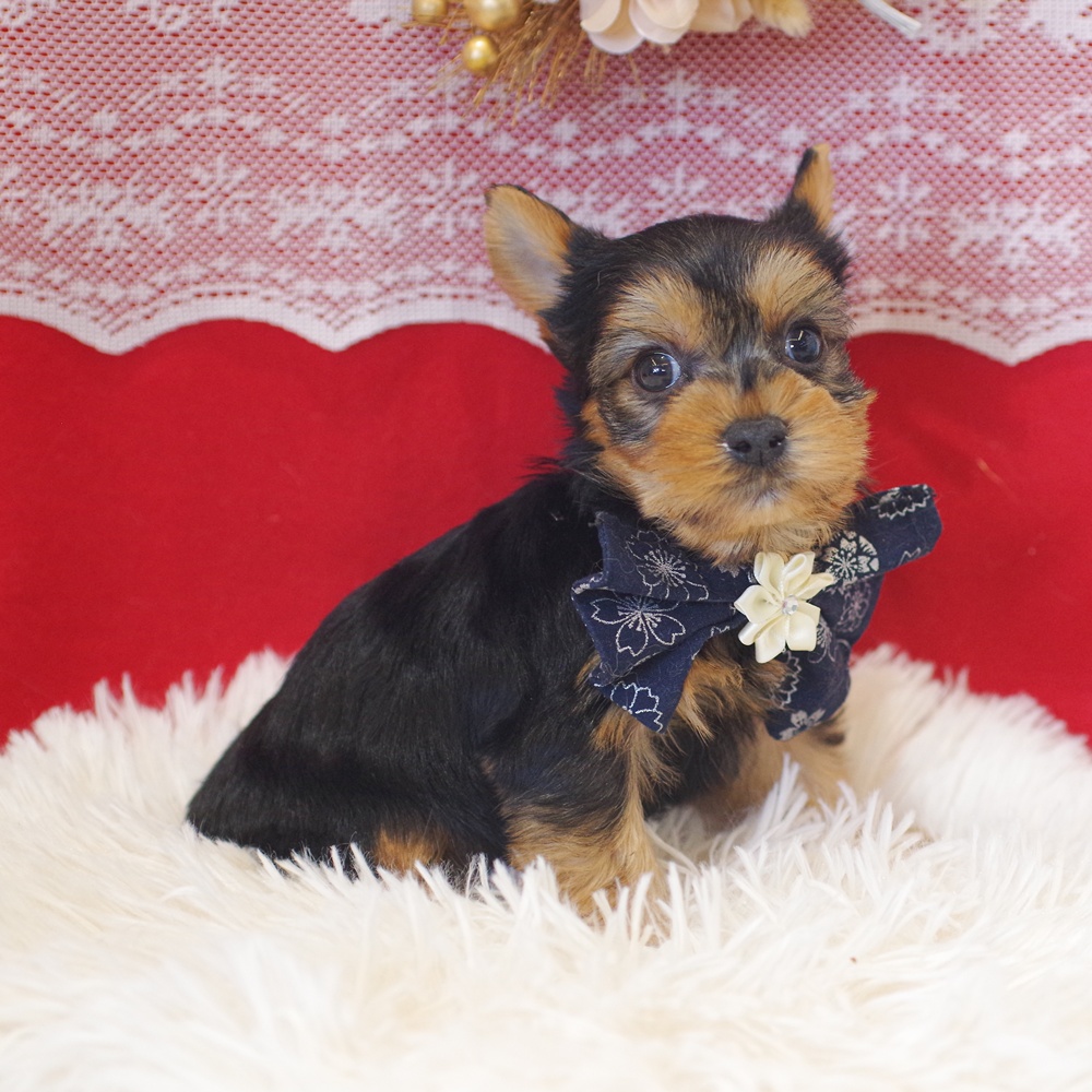 静岡県のヨークシャーテリア (犬の家＆猫の里富士店/2025年12月2日生まれ/男の子/スチールブルータン)の子犬の4枚目の画像