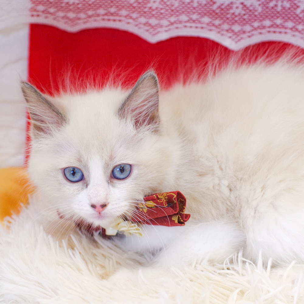 静岡県のラグドール (犬の家＆猫の里富士店/2025年11月27日生まれ/女の子/ブルーポイントバイカラー)の子猫の4枚目の画像