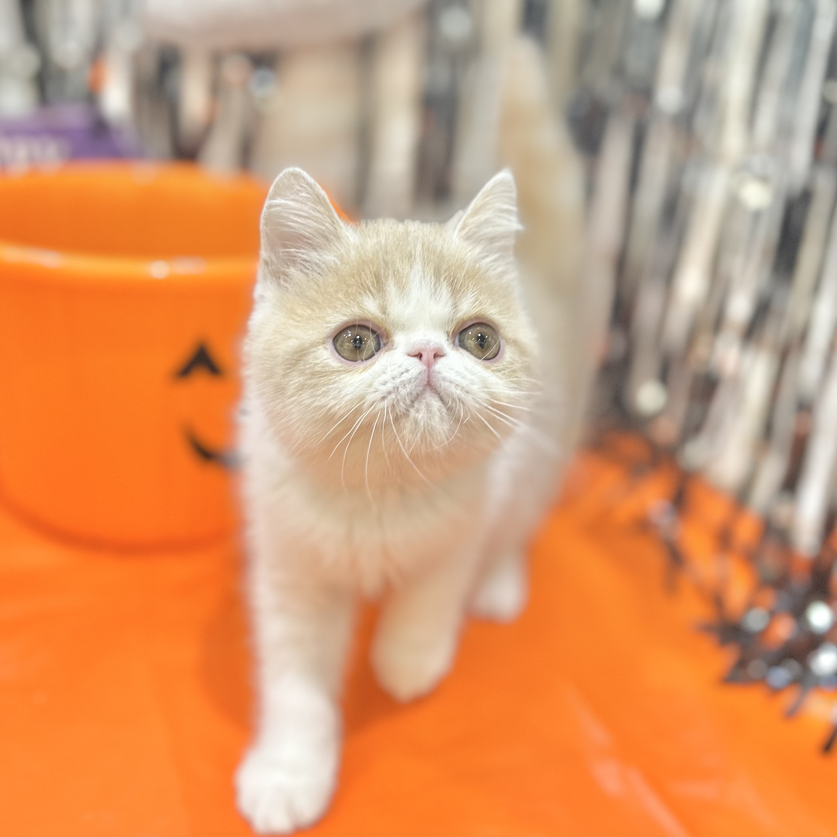 岡山県のエキゾチック (犬の家＆猫の里倉敷店/2025年8月3日生まれ/男の子/クリームタビーホワイト)の子猫の4枚目の画像