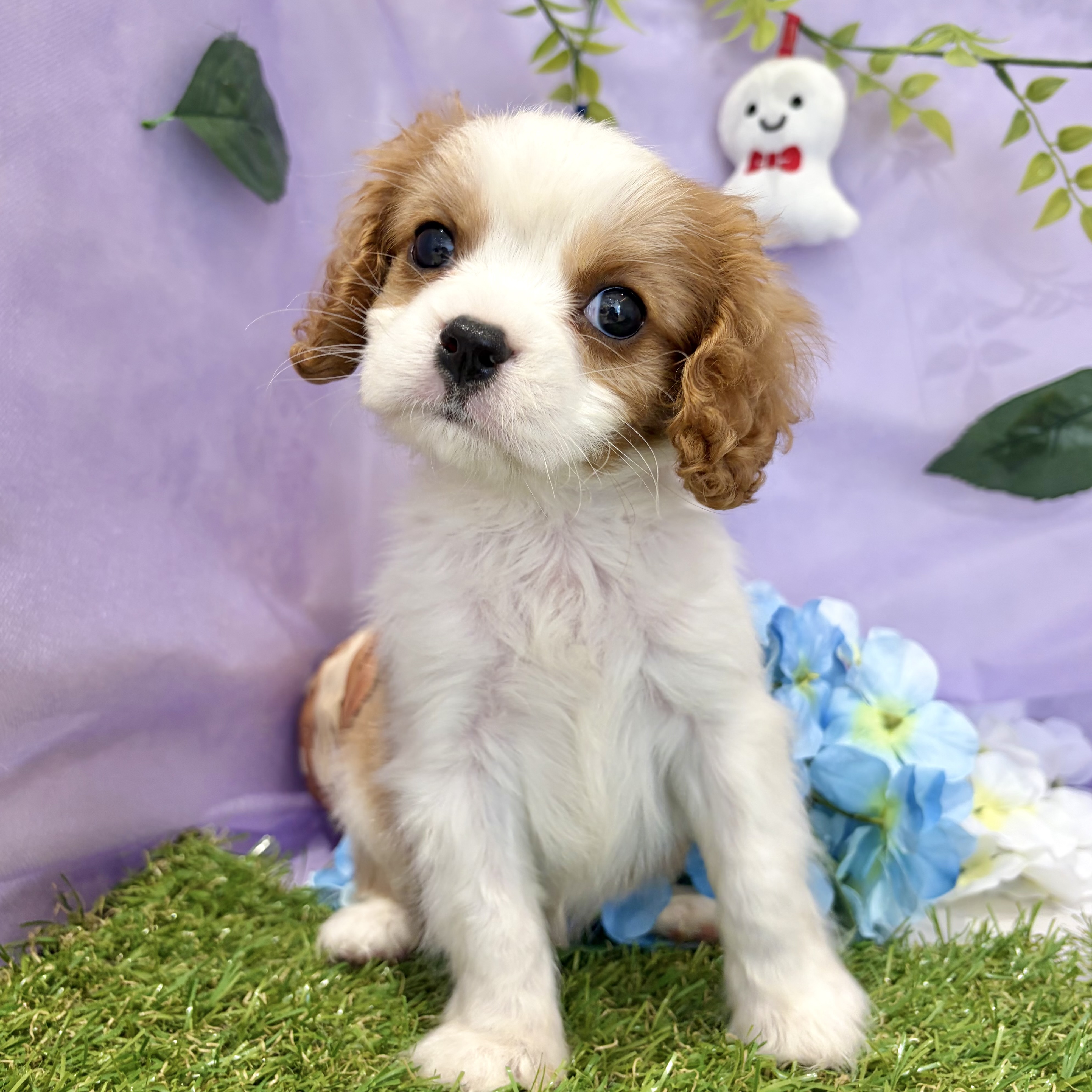 福岡県のキャバリアキングチャールズスパニエル (犬の家＆猫の里くりえいと宗像店/2026年5月5日生まれ/男の子/ブレンハイム)の子犬の4枚目の画像