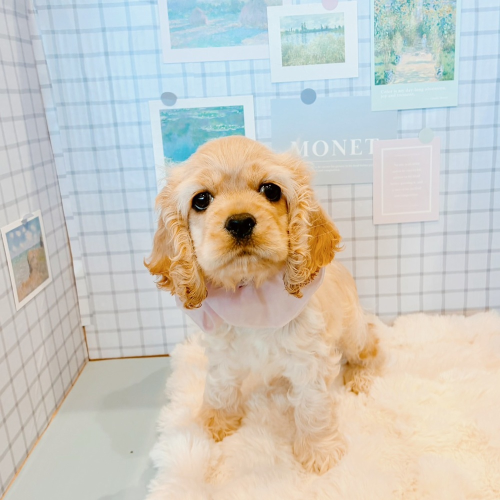 福井県のアメリカンコッカースパニエル (犬の家＆猫の里福井店/2026年3月11日生まれ/女の子/バフ)の子犬の4枚目の画像