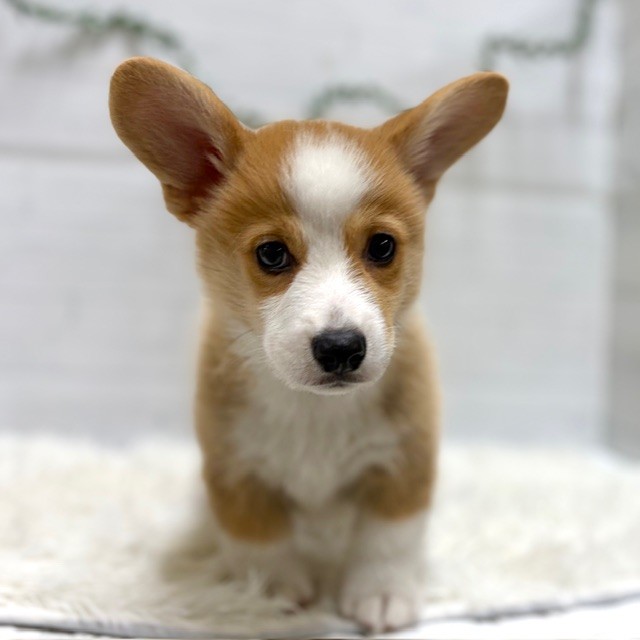 愛知県のウェルシュコーギーペンブローク (犬の家＆猫の里豊田店/2026年1月3日生まれ/男の子/レッドホワイト)の子犬の4枚目の画像