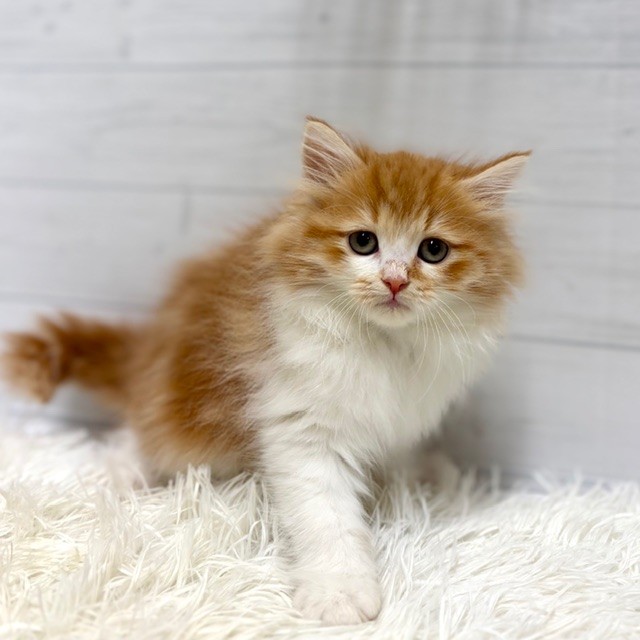 愛知県のサイベリアン (犬の家＆猫の里豊田店/2025年12月29日生まれ/女の子/レッドタビーホワイト)の子猫の4枚目の画像