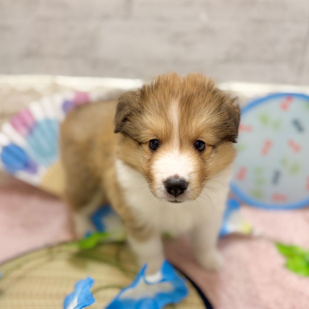 静岡県のシェットランドシープドッグ (犬の家＆猫の里プレ葉ウォーク浜北店/2026年5月25日生まれ/女の子/セーブルホワイト)の子犬の4枚目の画像