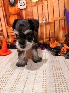 福岡県のミニチュアシュナウザー (犬の家＆猫の里トリアス久山店/2026年8月20日生まれ/女の子/ブラックシルバー)の子犬の4枚目の画像